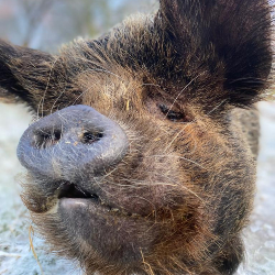 Sponsor Pig - Thelma